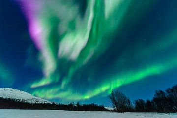 Nordlichter, Polarlicht oder Aurora Borealis im nächtlichen Himmel über Senja von Sjoerd van der Wal Fotografie