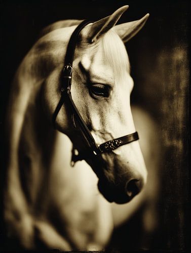 Equine Elegance (3)