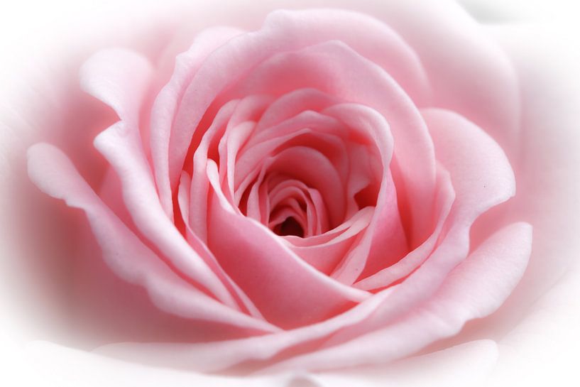 Roze roos in highkey (macro) van Fotografie Jeronimo