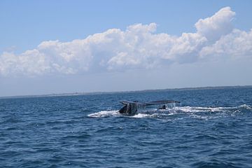 Baleines à bosse d'Afrique du Sud sur Ramon Beekelaar