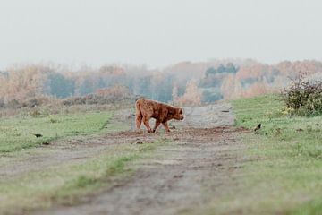 Schotse Hooglanders in de Nederlandse Duinen van Anne Zwagers