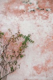 Green plant against pink wall in Tenerife | Photo print Spain | Travel photography by HelloHappylife