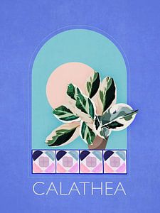 Calathea
