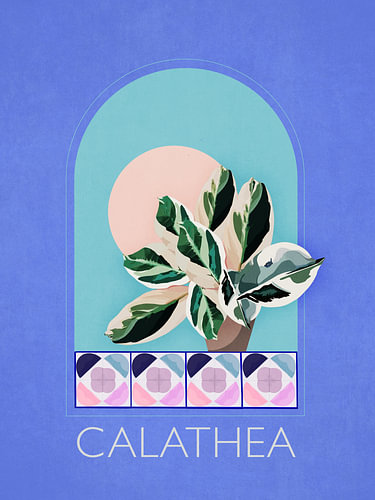 Calathea