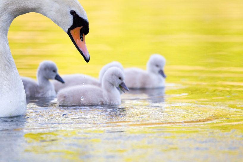 Family outing for the swans by Frederic Bauer