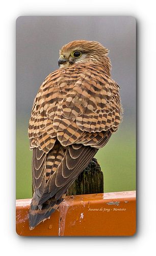 Kestrel