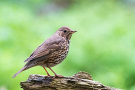 Amsel von Merijn Loch