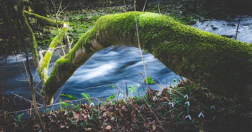 Forêt magique enchantée