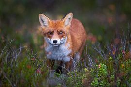 neugieriger Fuchs II von Daniela Beyer
