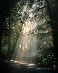 Matin brumeux sur Jeroen Linnenkamp