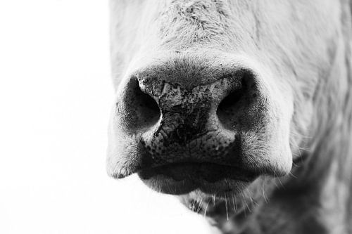 Fresh nose