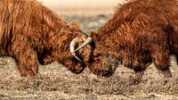 Krachtmeting der Schotse Hooglanders