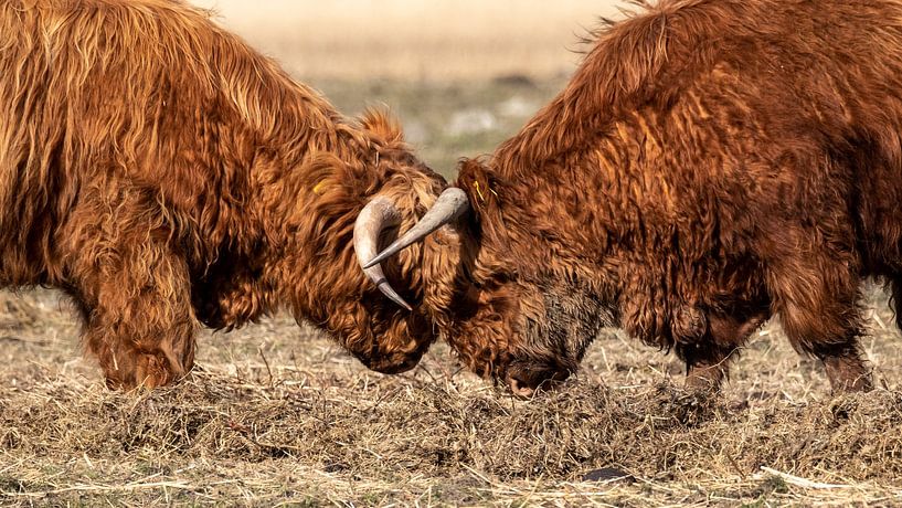 Showdown of Scottish Highlanders by Annette Schoof