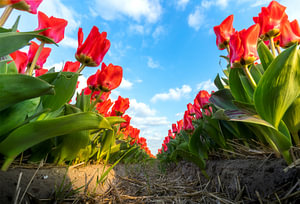 Tulpenstad