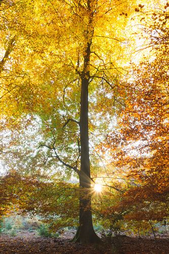 Magische zonsopkomst in de herfst