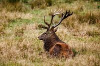 cerf en rut