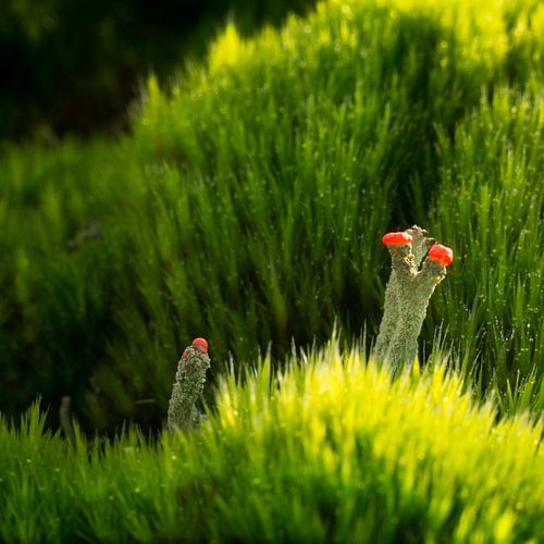 Strabrechtse Heide 182