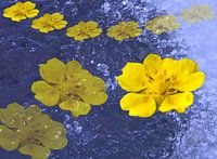 Kriechender Hahnenfuss