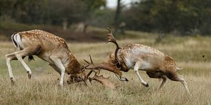 Fallow deer fight  sur Menno Schaefer