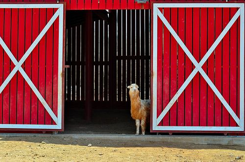 Alpaca in Aruba