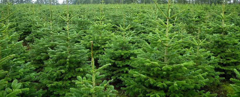 Christmas tree plantation by Bo Valentino
