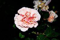Rosa Rot