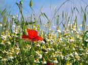 Im Feld von Ostsee Bilder Miniaturansicht