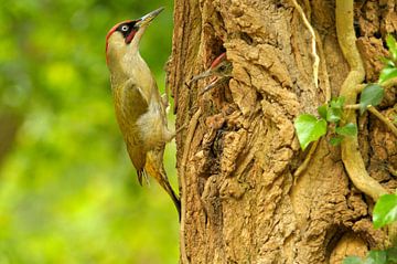 Vogel, groene specht van Paul van Gaalen, natuurfotograaf