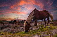 Wilde paarden van Nynke Altenburg thumbnail