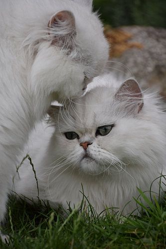 Lief.