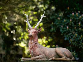 Vieux cerf sur Saranda in t Veld Fotografie