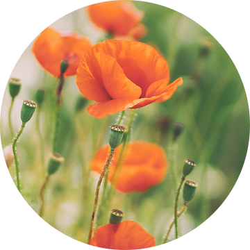 Klaprozen in het veld.