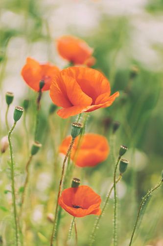 Coquelicots dans les champs.