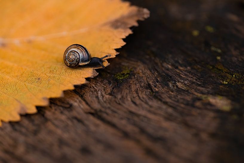 Escargot de rêve par Jammiesfotos