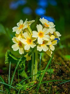 Gele primula's in de tuin van ManfredFotos