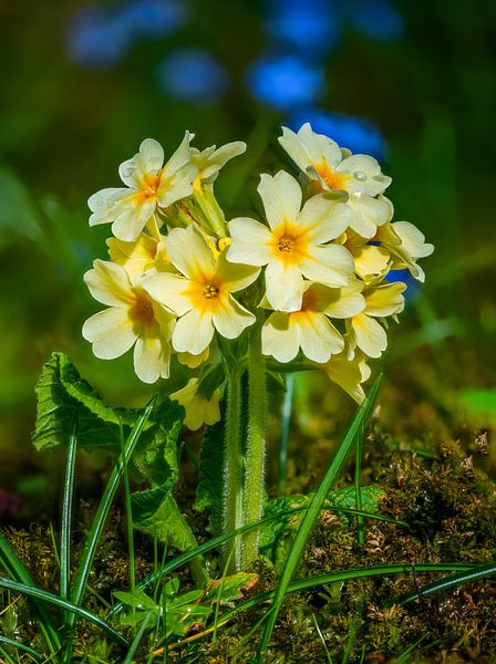 Gele primula&#039;s in de tuin van ManfredFotos