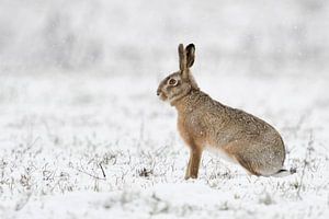 Europese haas (Lepus europaeus) in de winter, in de sneeuw op een veld, wilde dieren, Europa.