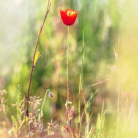 Red poppy among tall grasses on a sunny warm day. by Joeri Mostmans