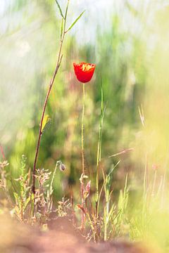 Rode klaproos tussen de hoge grassen op een zonnige warme dag. van Joeri Mostmans