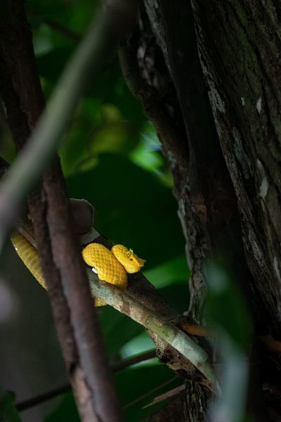 Vipère à cils jaunes - Le protecteur coloré de la forêt tropicale par Rick Massar