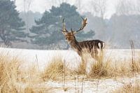 Hiver