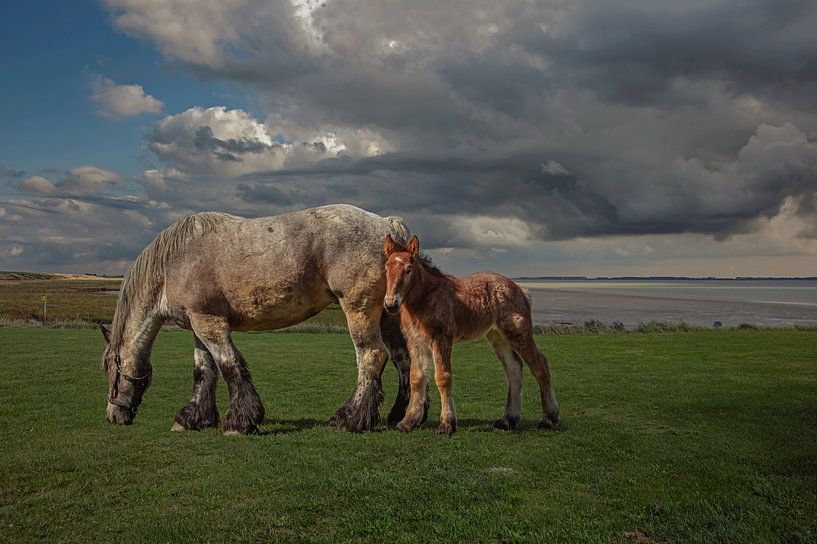 Cheval de trait zélandais avec poulain par Lisette van Peenen