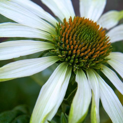 Echinacea