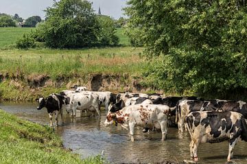 Kühe suchen Kühlung im Geul in Süd-Limburg