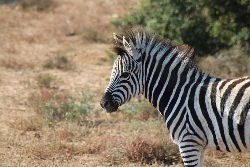 Afrikanisches Zebra von Stephanie Visser