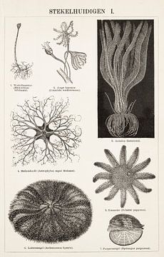 Antieke gravure Stekelhuidigen I van Studio Wunderkammer