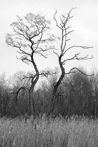 Dancing trees