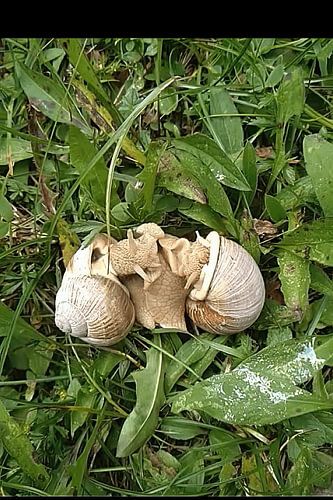 Snails in the throes of love