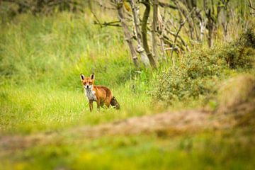 Einsamer Fuchs von Rense Sjoers