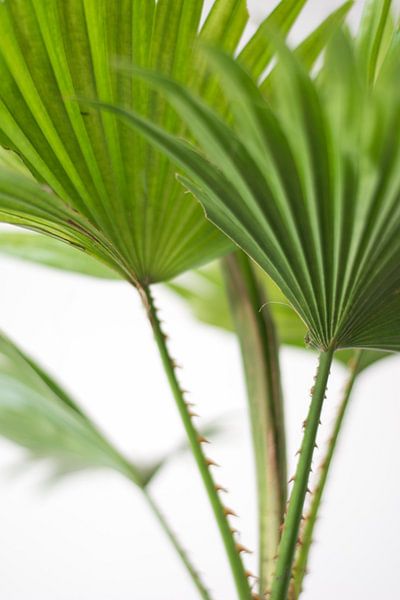 Palm (blad) von Jeantina Lensen-Jansen